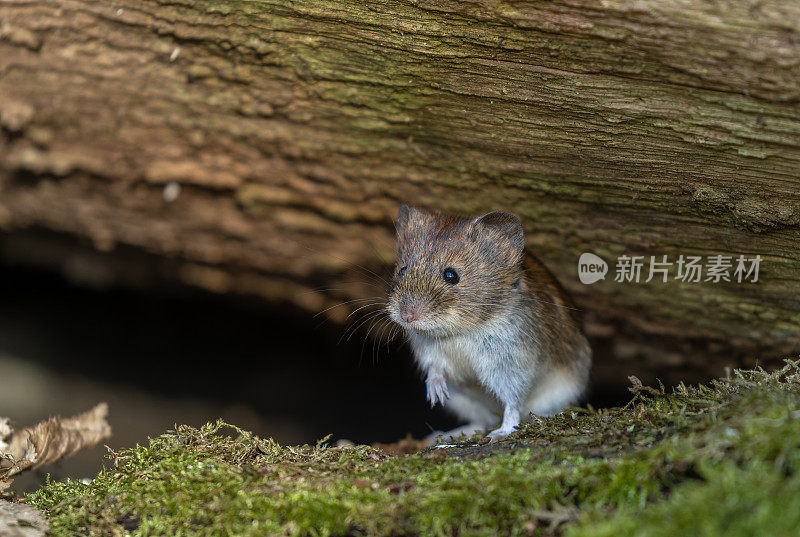 银行田鼠（Myodes glareolus）